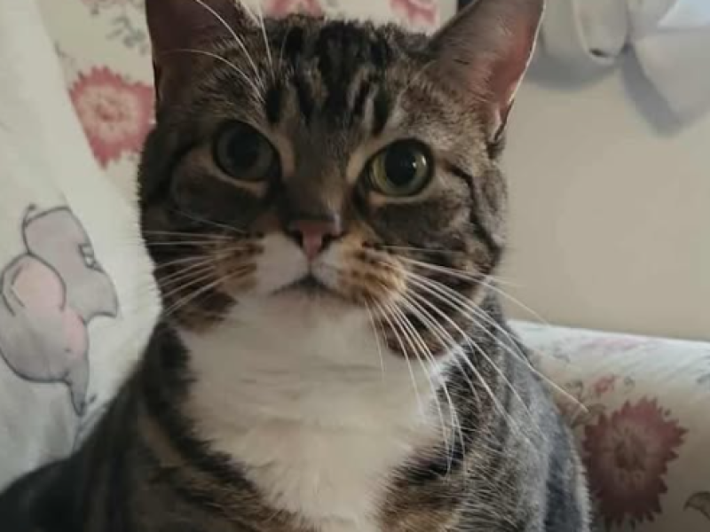 Lily